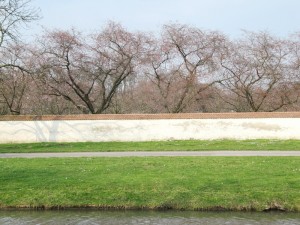 20_Kirschblüten