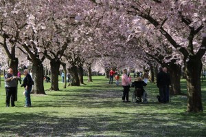 Schlossgarten_Kirschblueten