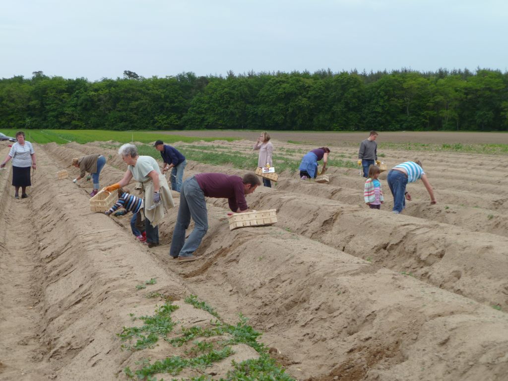 Stech den Spargel </br> Spargelworkshop mit Spargelstechdiplom