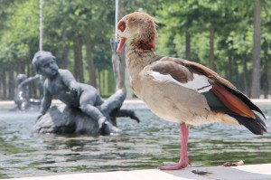 Gans_Schlossgarten