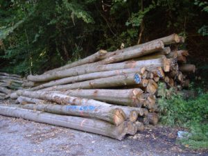 7915-brennholz-polderholz