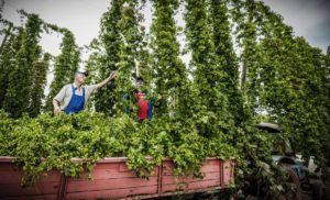 8001-harte-arbeit-im-hopfenfeld-hopfenernte-sandhausen-2016