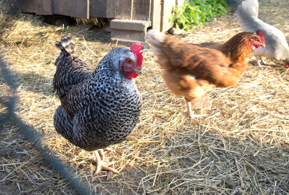 Wegen Vogelgrippe: Stallpflicht für Hühner, Gänse und Co. bis 15. März