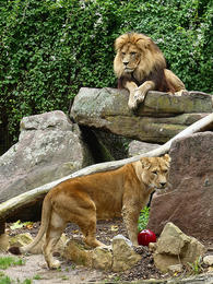 Zoo Heidelberg: Baubeginn bei Löwen in Aussicht
