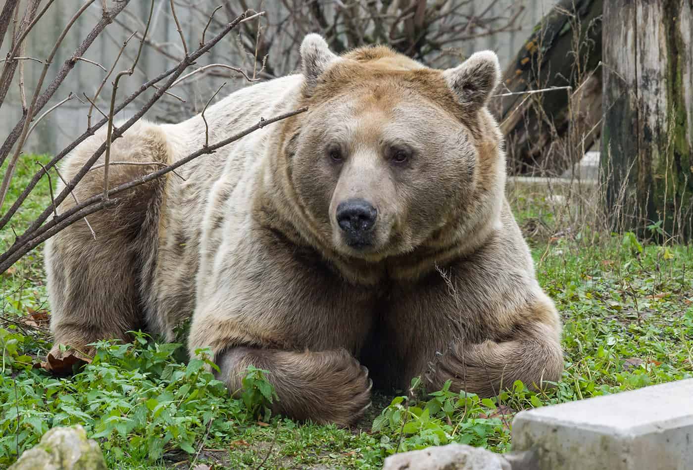 Ein neuer Gefährte für Bärin Uschi