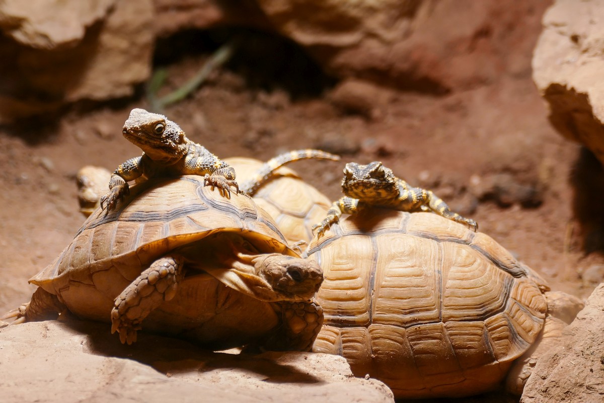 Schwarze Hardune nutzen private „Wärmequelle“ im Zoo Heidelberg